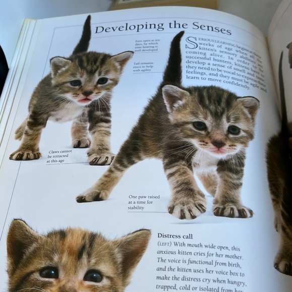 Know Your Cat by Bruce Fogle DVM great pictures & greater information - Picture 10 of 12